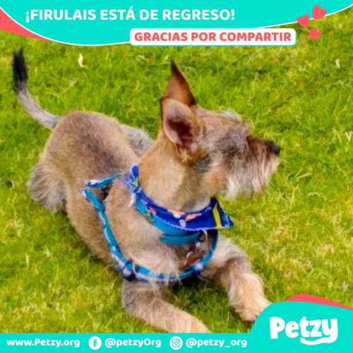 Foto de mascota Firulais