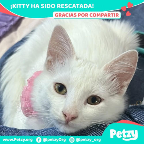 Foto de mascota Kitty