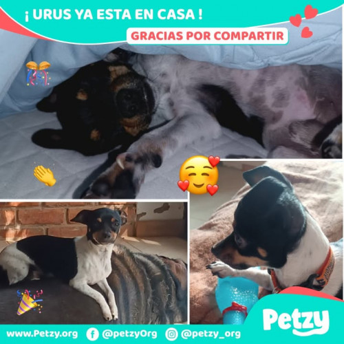 Foto de mascota Urus