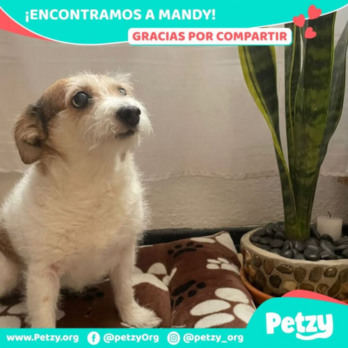 Foto de mascota Mandy
