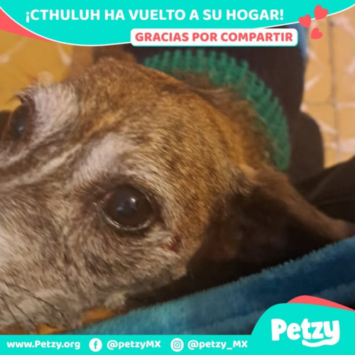 Foto de mascota Cthuluh