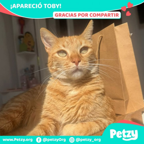 Foto de mascota Toby
