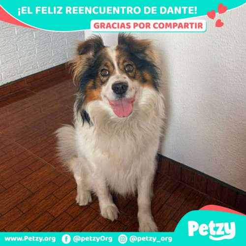 Foto de mascota Dante