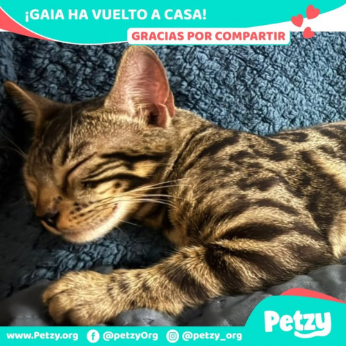 Foto de mascota Gaia