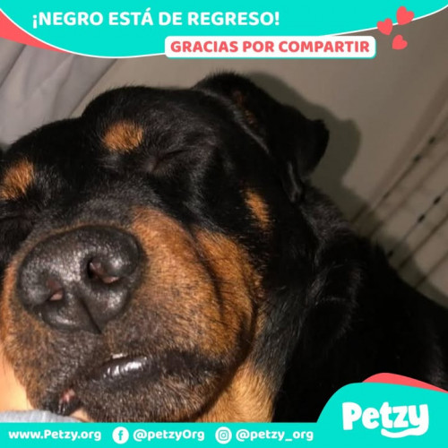 Foto de mascota Negro