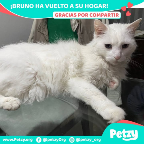 Foto de mascota Bruno