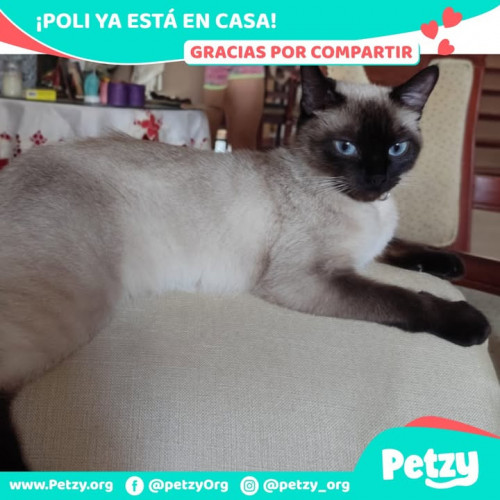 Foto de mascota Poli