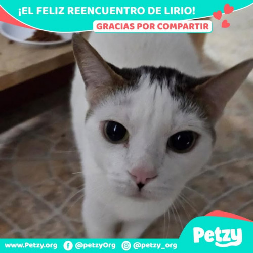 Foto de mascota Lirio