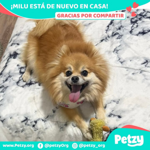 Foto de mascota Milu