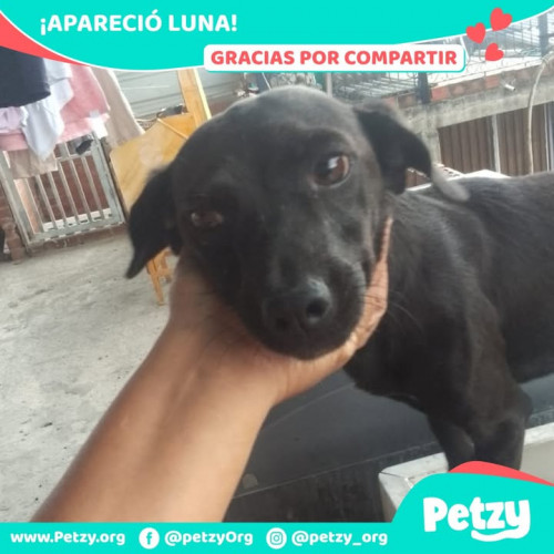 Foto de mascota Luna