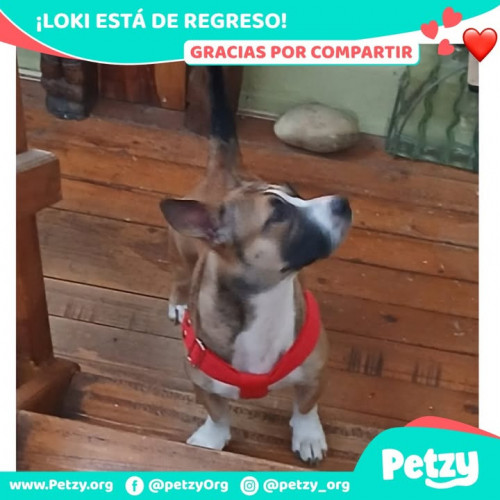 Foto de mascota Loki