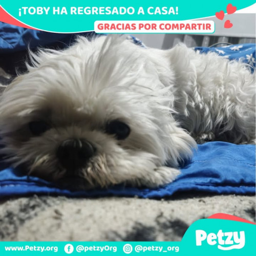 Foto de mascota Toby