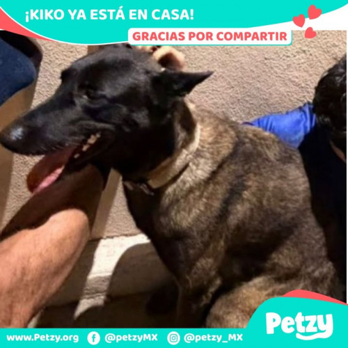 Foto de mascota Kiko