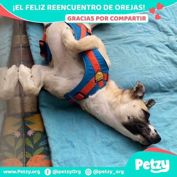 Orejas