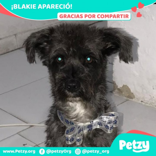 Foto de mascota Blakie