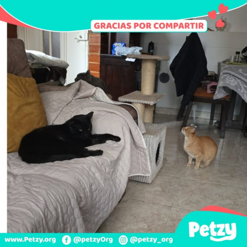 Foto de mascota Negrito