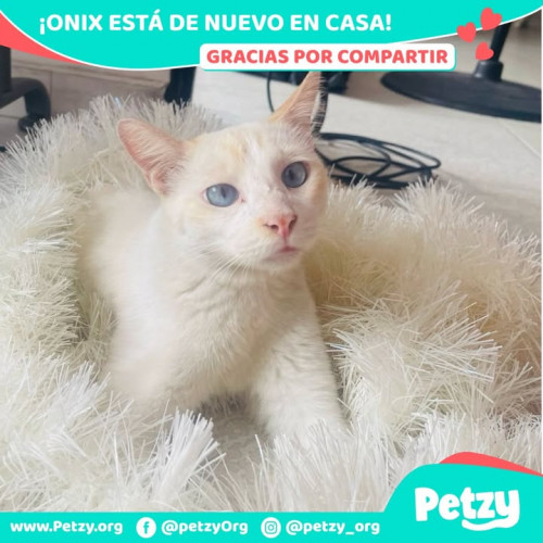 Foto de mascota Onix