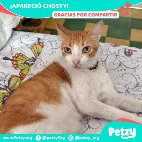 Foto de mascota Chosty