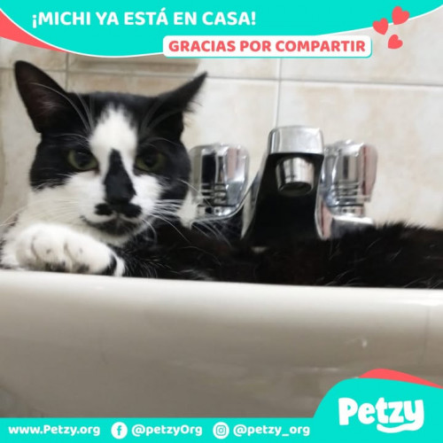 Foto de mascota Michi