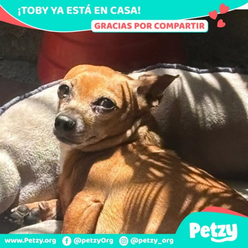 Foto de mascota Toby