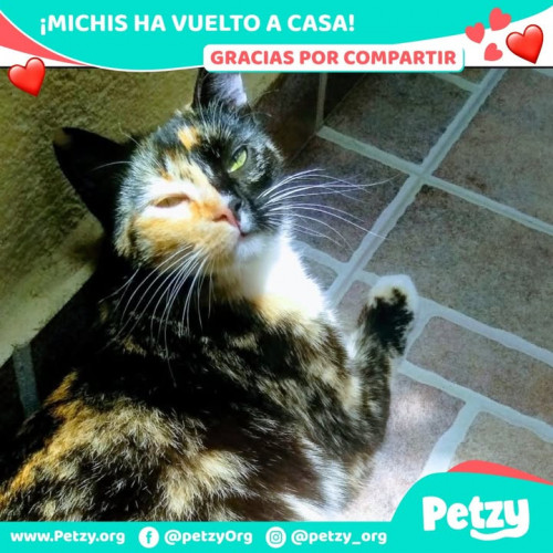 Foto de mascota Michis