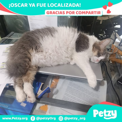 Foto de mascota Oscar