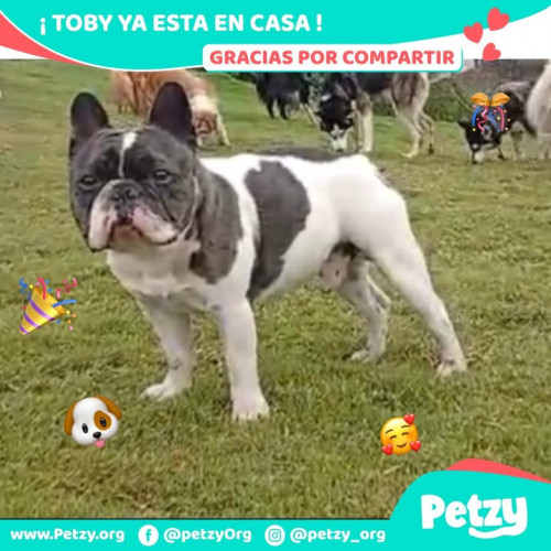Foto de mascota Toby