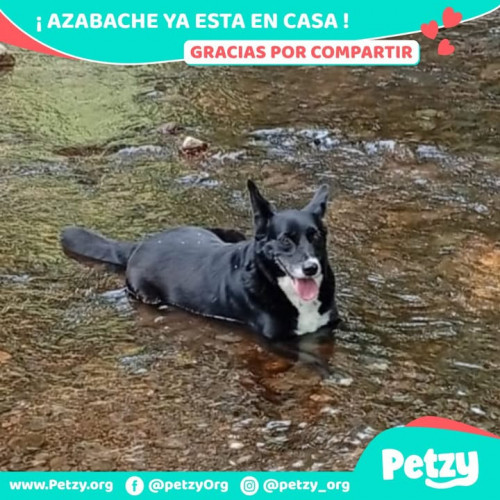 Foto de mascota Azabache
