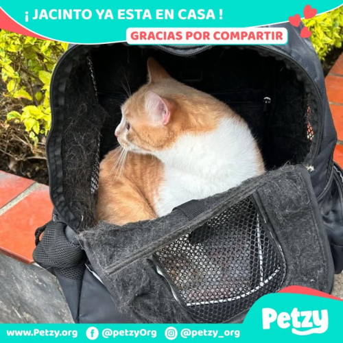 Foto de mascota Jacinto