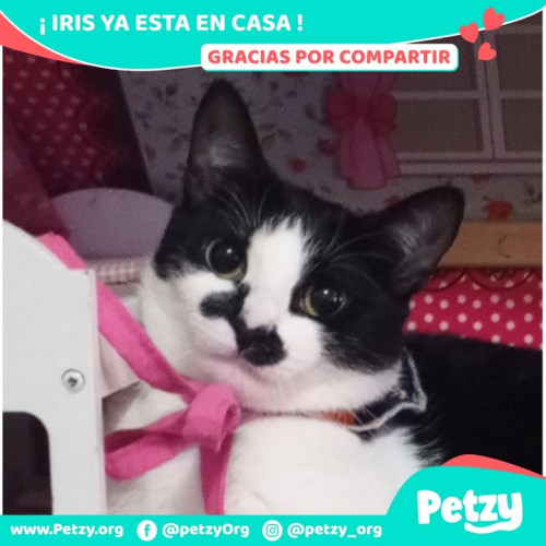 Foto de mascota Iris