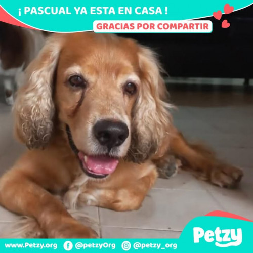 Foto de mascota Pascual