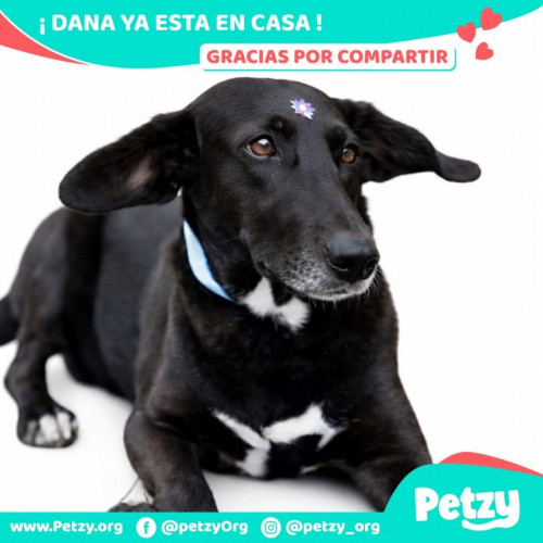Foto de mascota Dana