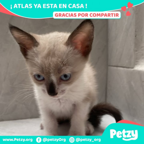 Foto de mascota Atlas