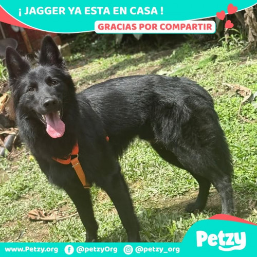 Foto de mascota Jagger
