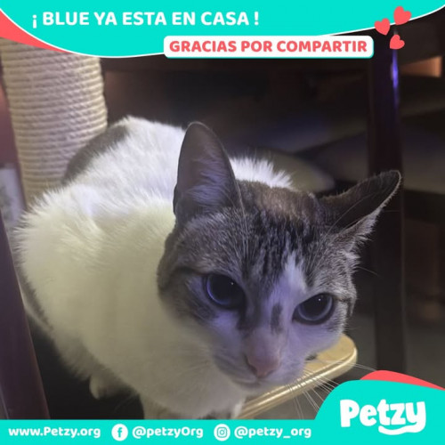 Foto de mascota Blue