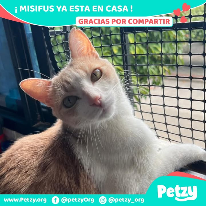 Misifus