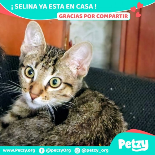 Foto de mascota Selina
