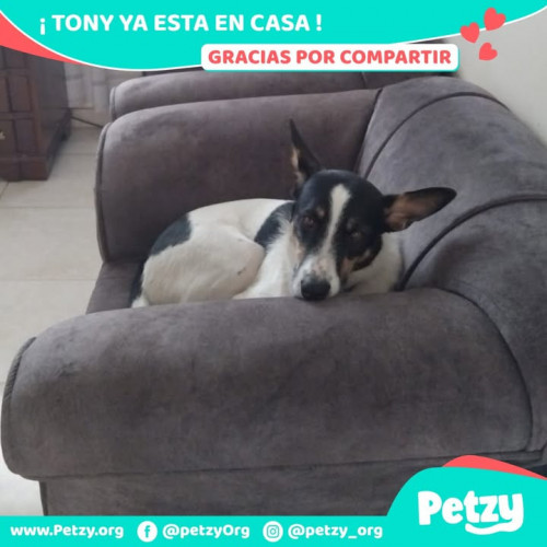 Foto de mascota Tony