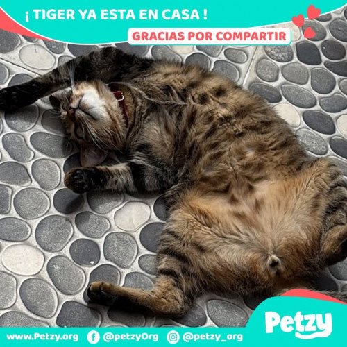 Foto de mascota Tiger