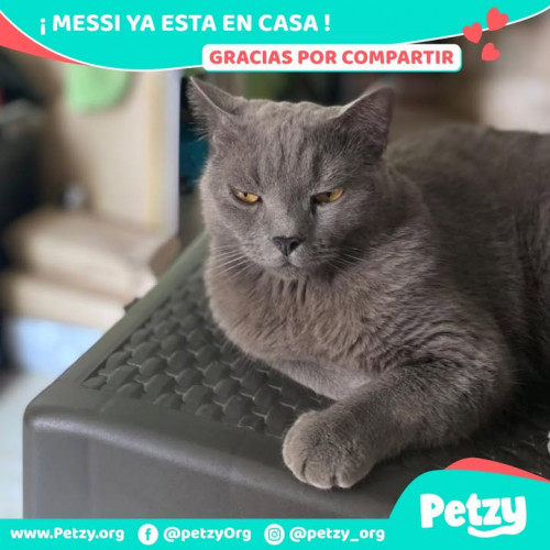 Foto de mascota Messi