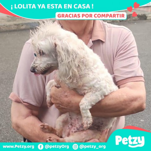 Foto de mascota Lolita