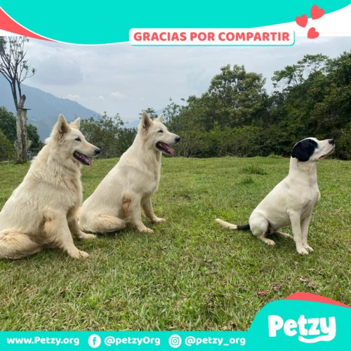 Foto de mascota Gosth, Bruno Y Alaska
