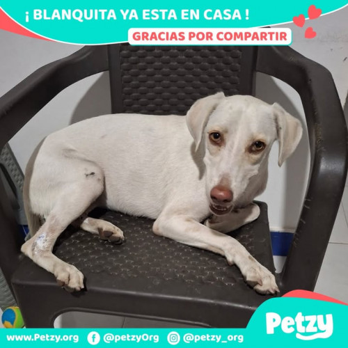Foto de mascota Blanquita