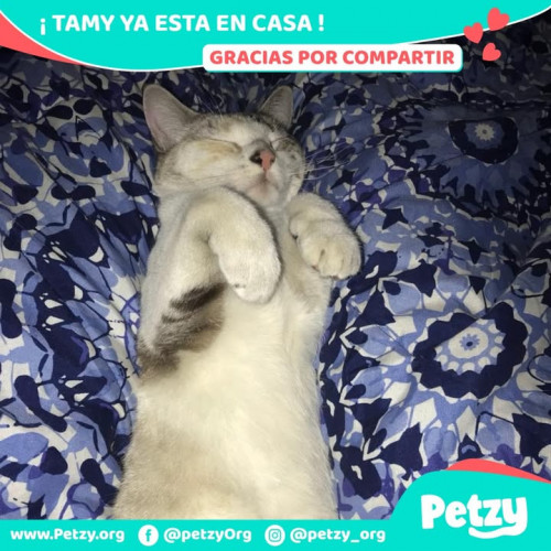 Foto de mascota Tamy