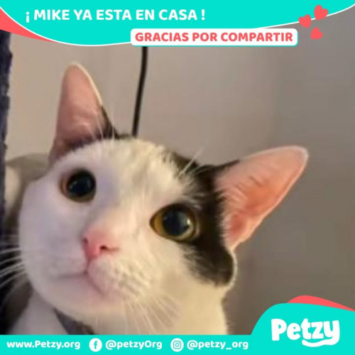 Foto de mascota Mike