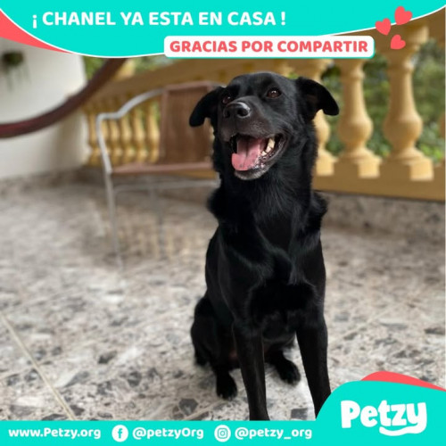 Foto de mascota Chanel