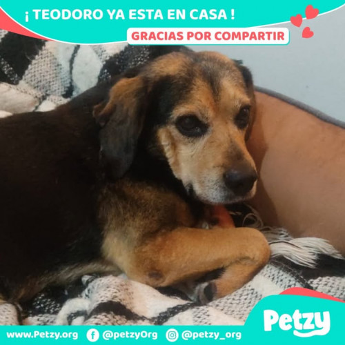 Foto de mascota Teodoro