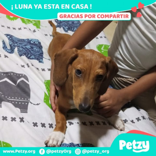 Foto de mascota Luna