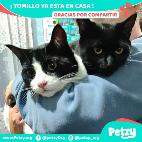 Foto de mascota Tomillo
