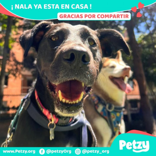 Foto de mascota Nala